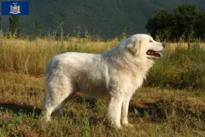 Read more about the article Maremma Abruzzo Sheepdog Breeder and Puppies in New York