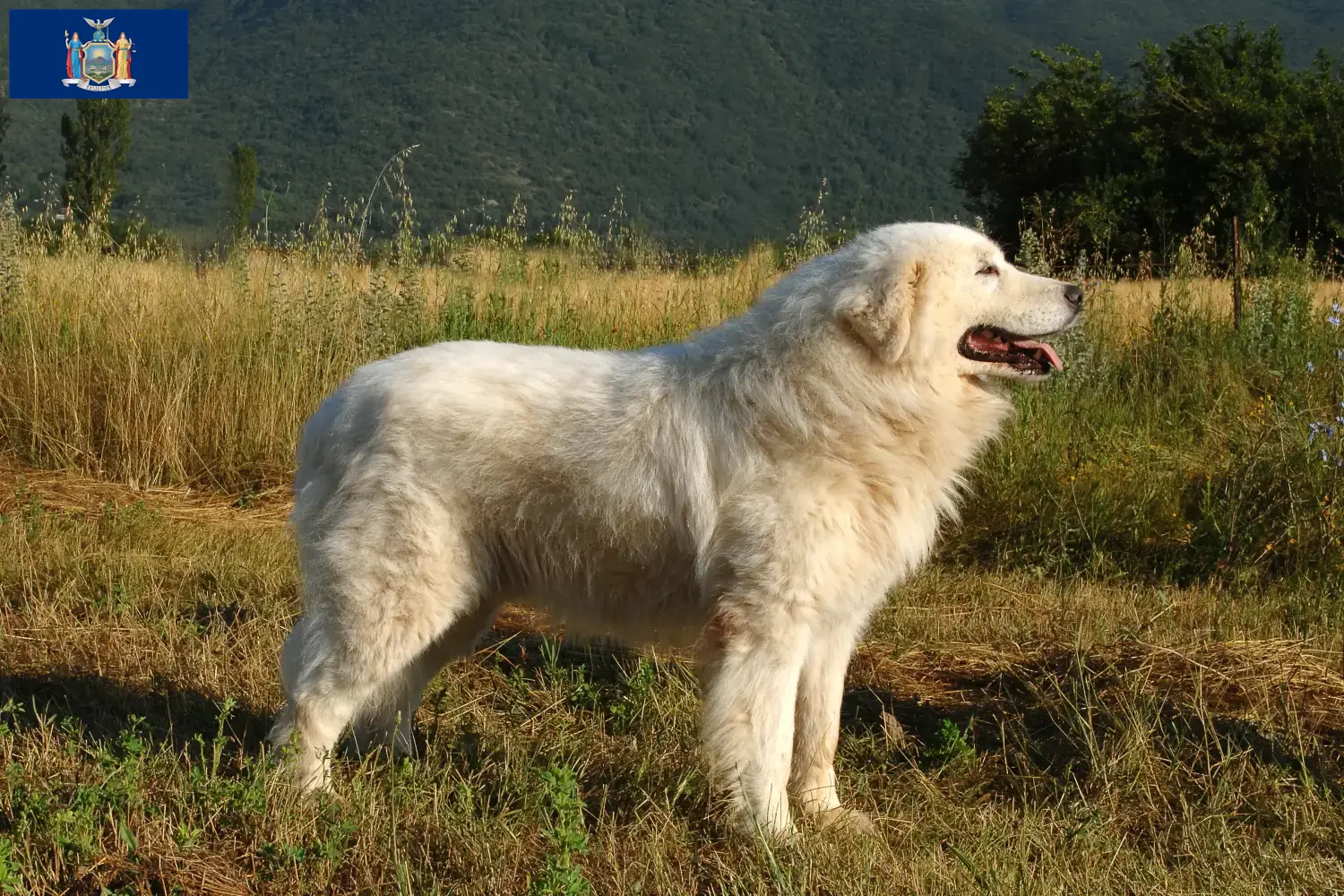 Maremma Abruzzo Sheepdog puppies and breeders New York Find Maremma Abruzzi Sheepdog breeders in New York here.