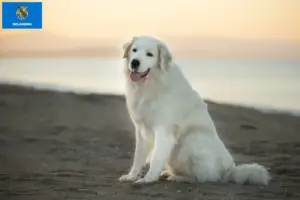 Read more about the article Maremma-Abruzzese Sheepdog Breeder and Puppies in Oklahoma