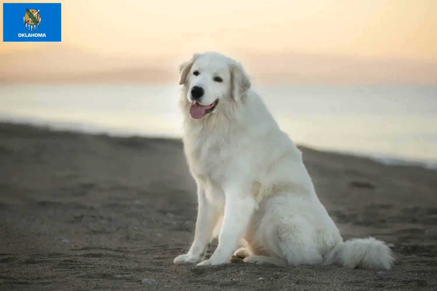 Maremma Abruzzo Sheepdog puppies and breeders Oklahoma Find Maremma Abruzzi Sheepdog breeders in Oklahoma.
