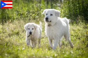 Read more about the article Maremma Abruzzese Sheepdog breeders and puppies in Puerto Rico