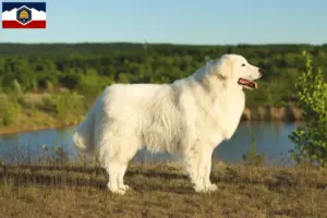 Read more about the article Maremma Abruzzi Sheepdog Breeders and Puppies in Utah
