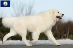 Read more about the article Maremma Abruzzo Sheepdog Breeder and Puppies in Virginia