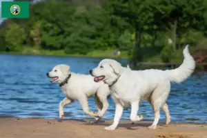 Read more about the article Maremma Abruzzo Sheepdog Breeder and Puppies in Washington