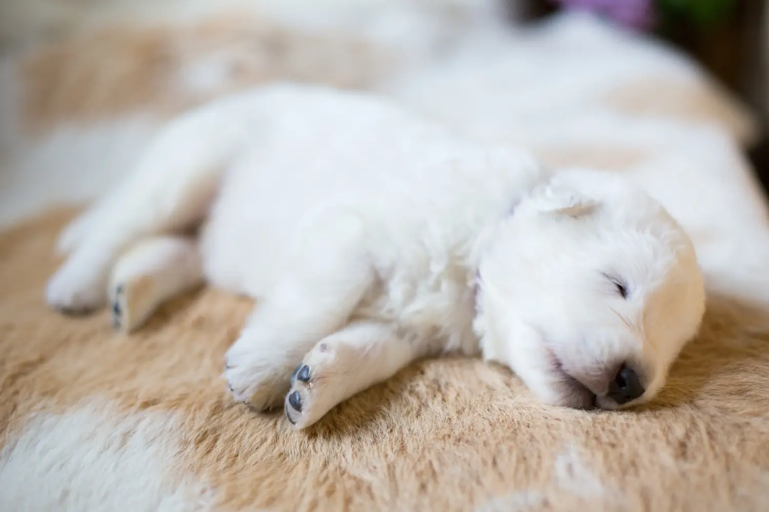 Buying a Maremma Abruzzo Sheepdog puppy means taking responsibility! Buy Maremma Abruzzo Sheepdog puppies.