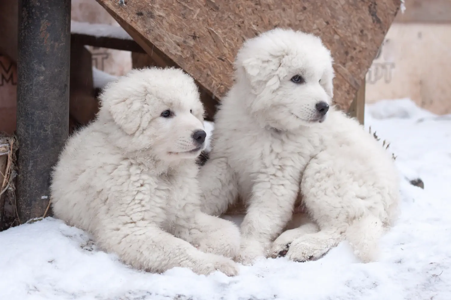 Buying a Maremma Abruzzo Sheepdog puppy means taking responsibility! Buy Maremma Abruzzo Sheepdog puppies.
