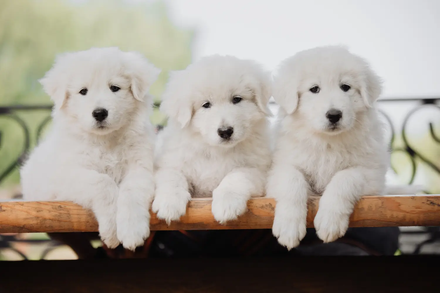 Buying a Maremma Abruzzo Sheepdog puppy means taking responsibility! Buy Maremma Abruzzo Sheepdog puppies.
