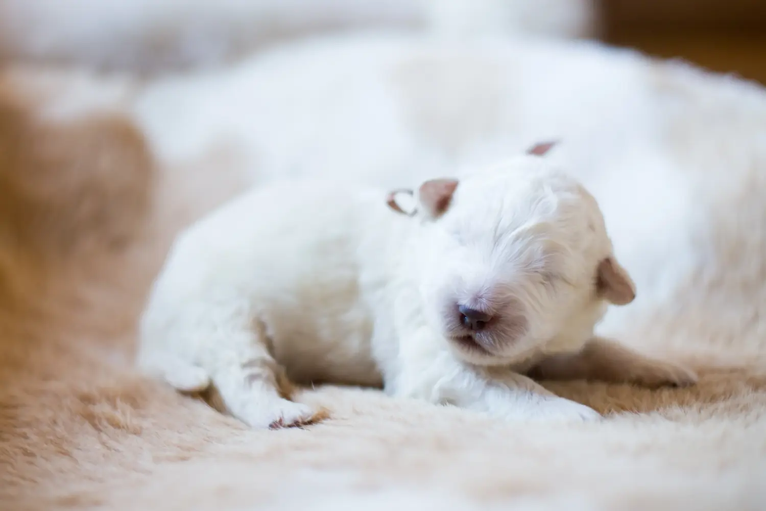 Buying a Maremma Abruzzo Sheepdog puppy means taking responsibility! Buy Maremma Abruzzo Sheepdog puppies.