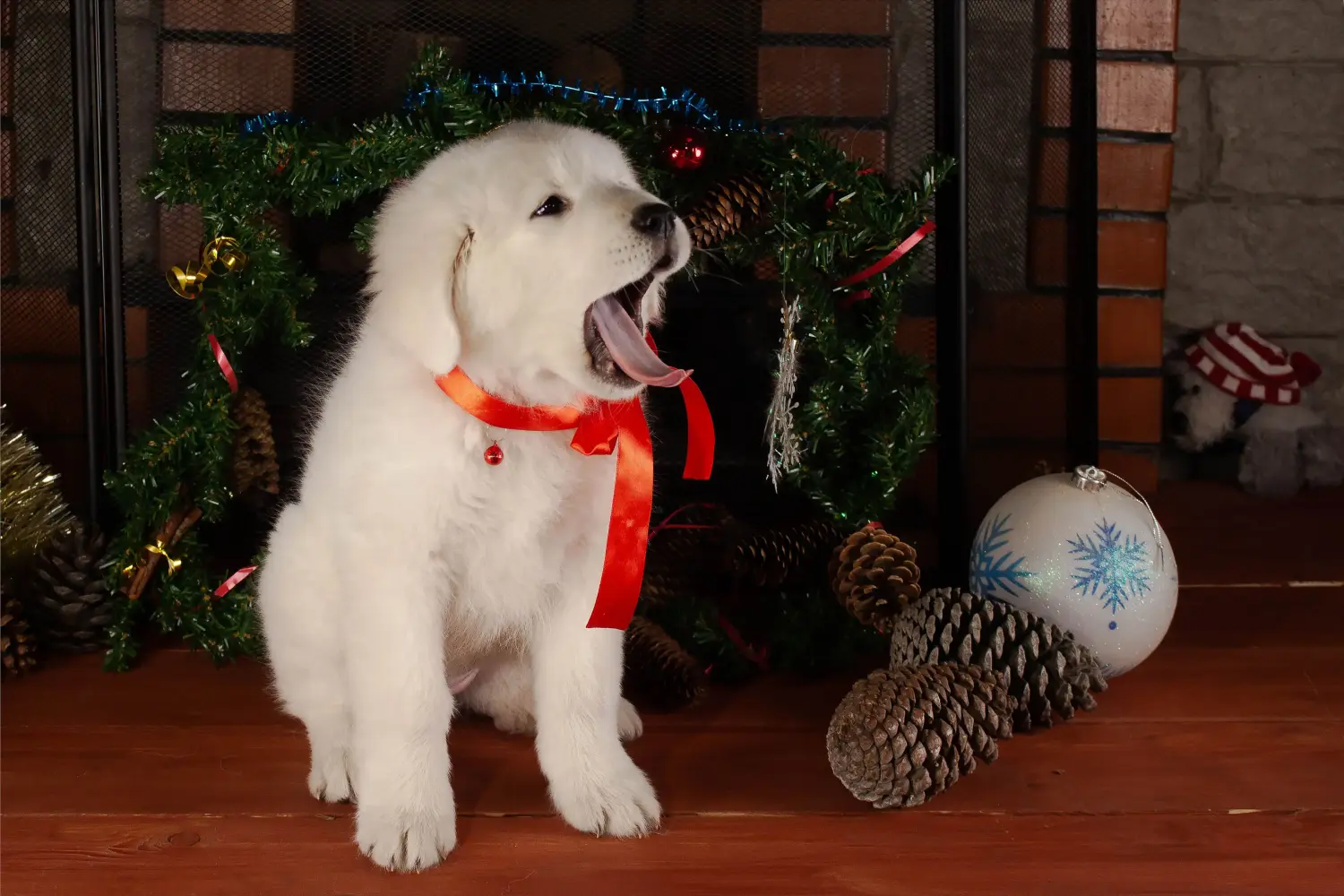 Buying a Maremma Abruzzo Sheepdog puppy means taking responsibility! Buy Maremma Abruzzo Sheepdog puppies.