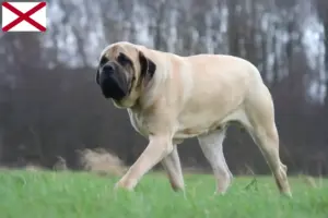 Read more about the article Mastiff breeders and puppies in Alabama