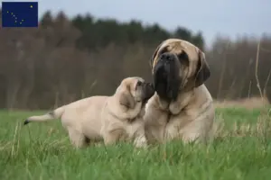 Read more about the article Mastiff breeders and puppies in Alaska