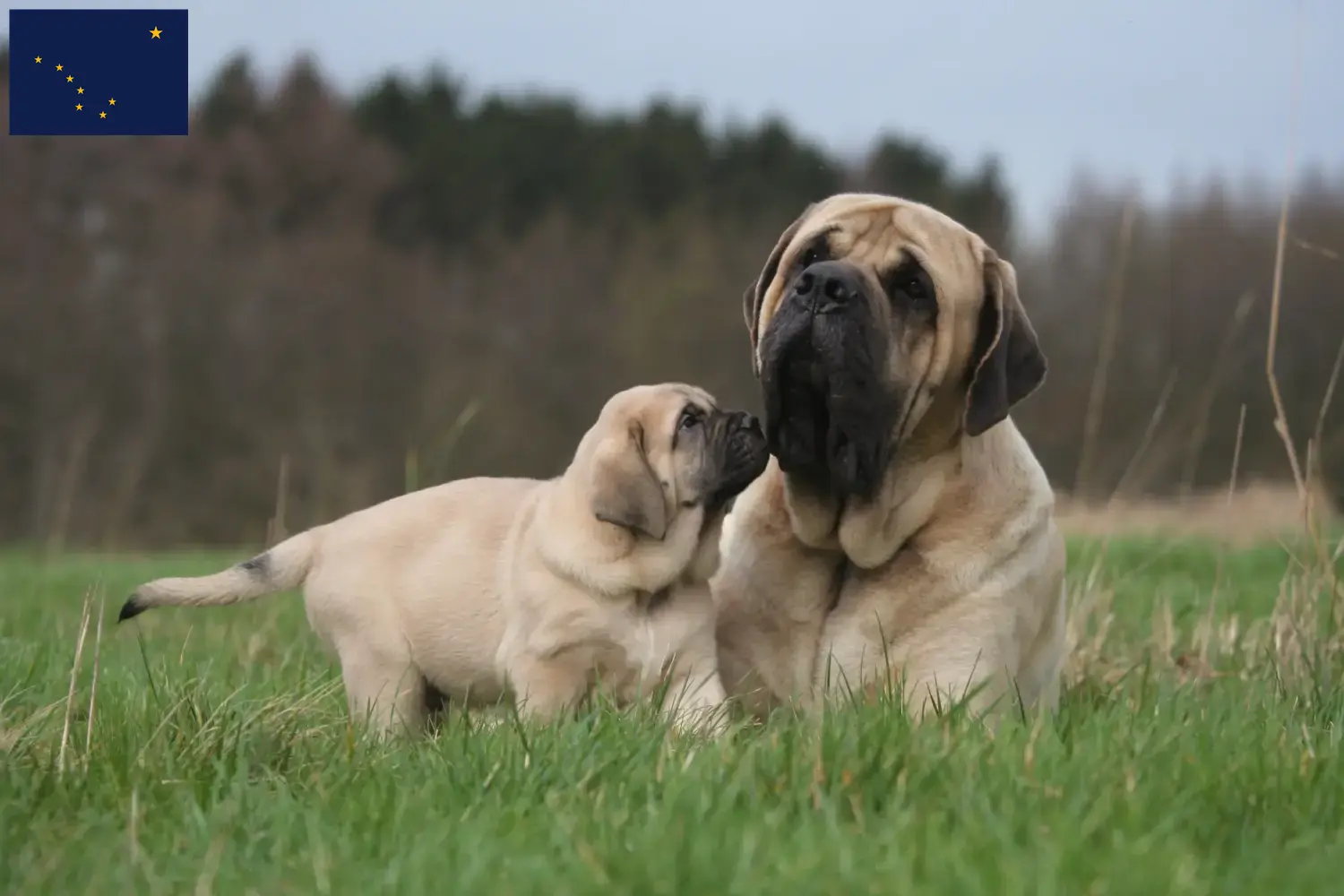 Mastiff puppies and breeders Alaska Here you can find Mastiff breeders in Alaska.