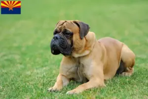 Read more about the article Mastiff breeders and puppies in Arizona