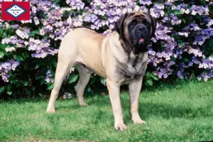 Read more about the article Mastiff breeders and puppies in Arkansas