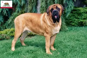 Read more about the article Mastiff breeders and puppies in California