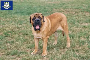 Read more about the article Mastiff breeders and puppies in Connecticut