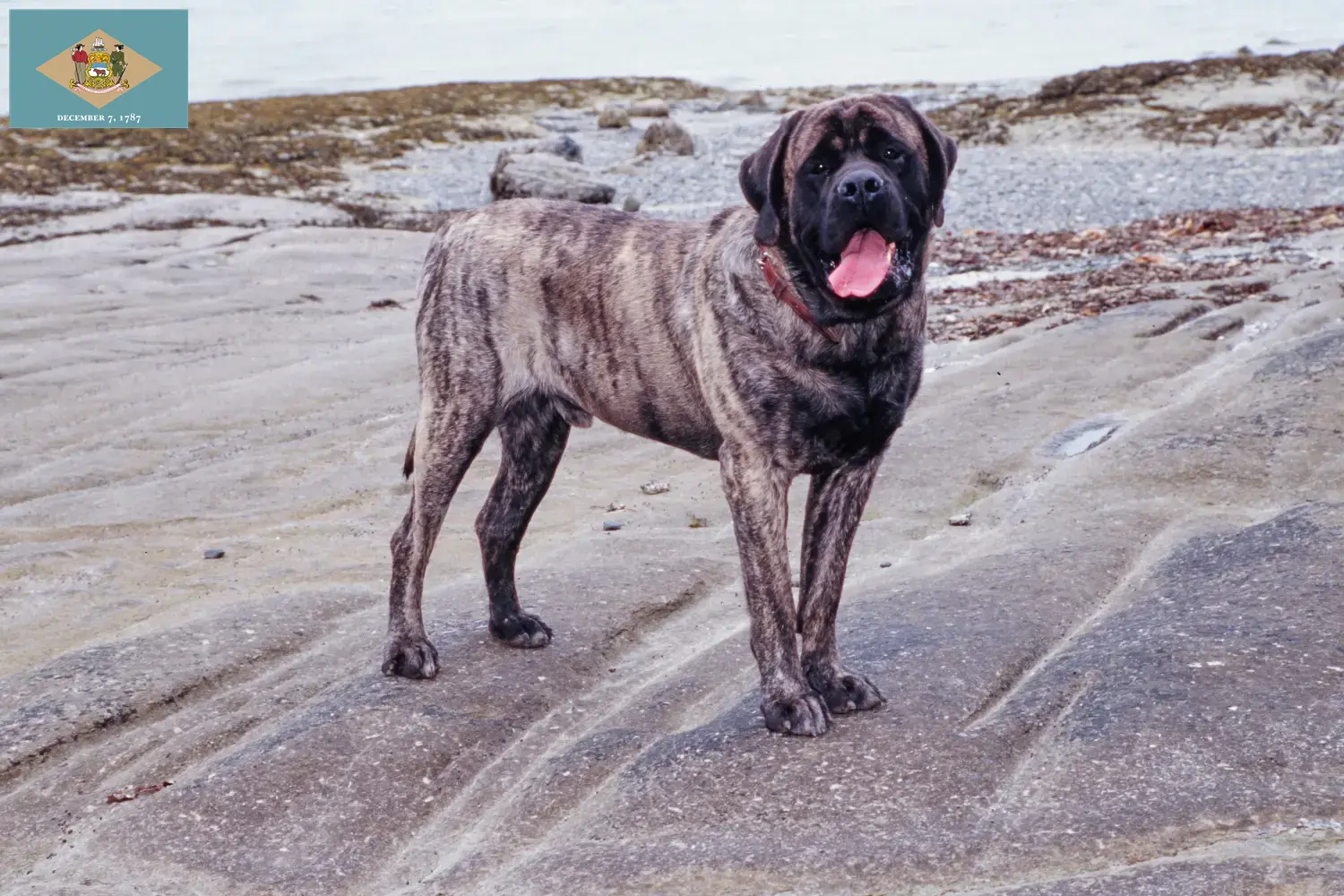 Mastiff puppies and breeders Delaware Find Mastiff breeders in Delaware here.