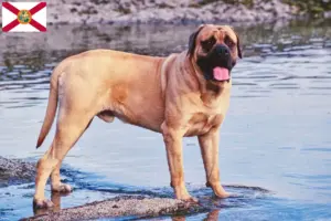 Read more about the article Mastiff breeders and puppies in Florida