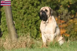 Read more about the article Mastiff breeders and puppies in Hawaii