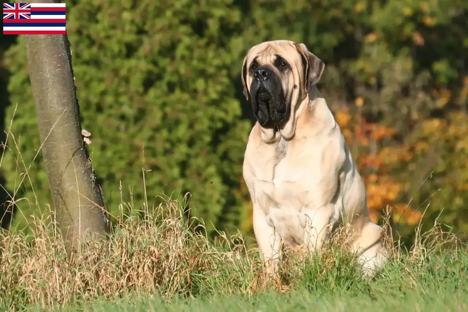 Mastiff puppies and breeders Hawaii Here you can find Mastiff breeders in Hawaii.