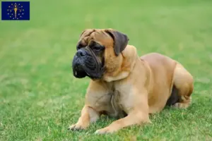 Read more about the article Mastiff breeders and puppies in Indiana
