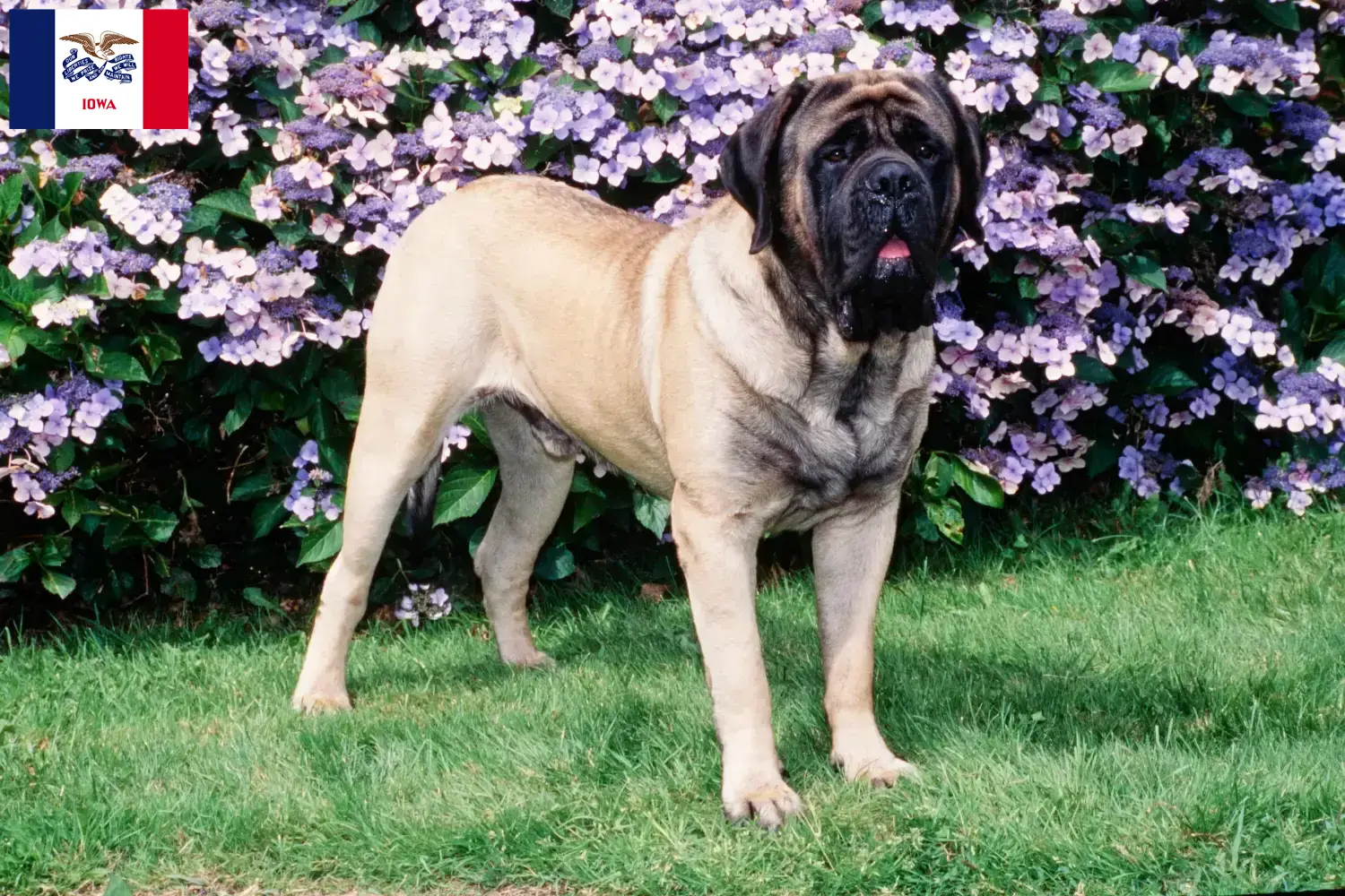 Mastiff puppies and breeders Iowa Find Mastiff breeders in Iowa here.