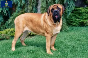 Read more about the article Mastiff breeders and puppies in Kansas