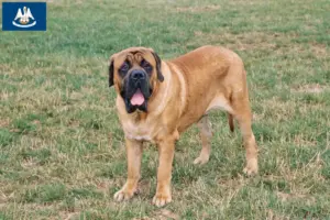 Read more about the article Mastiff breeders and puppies in Louisiana