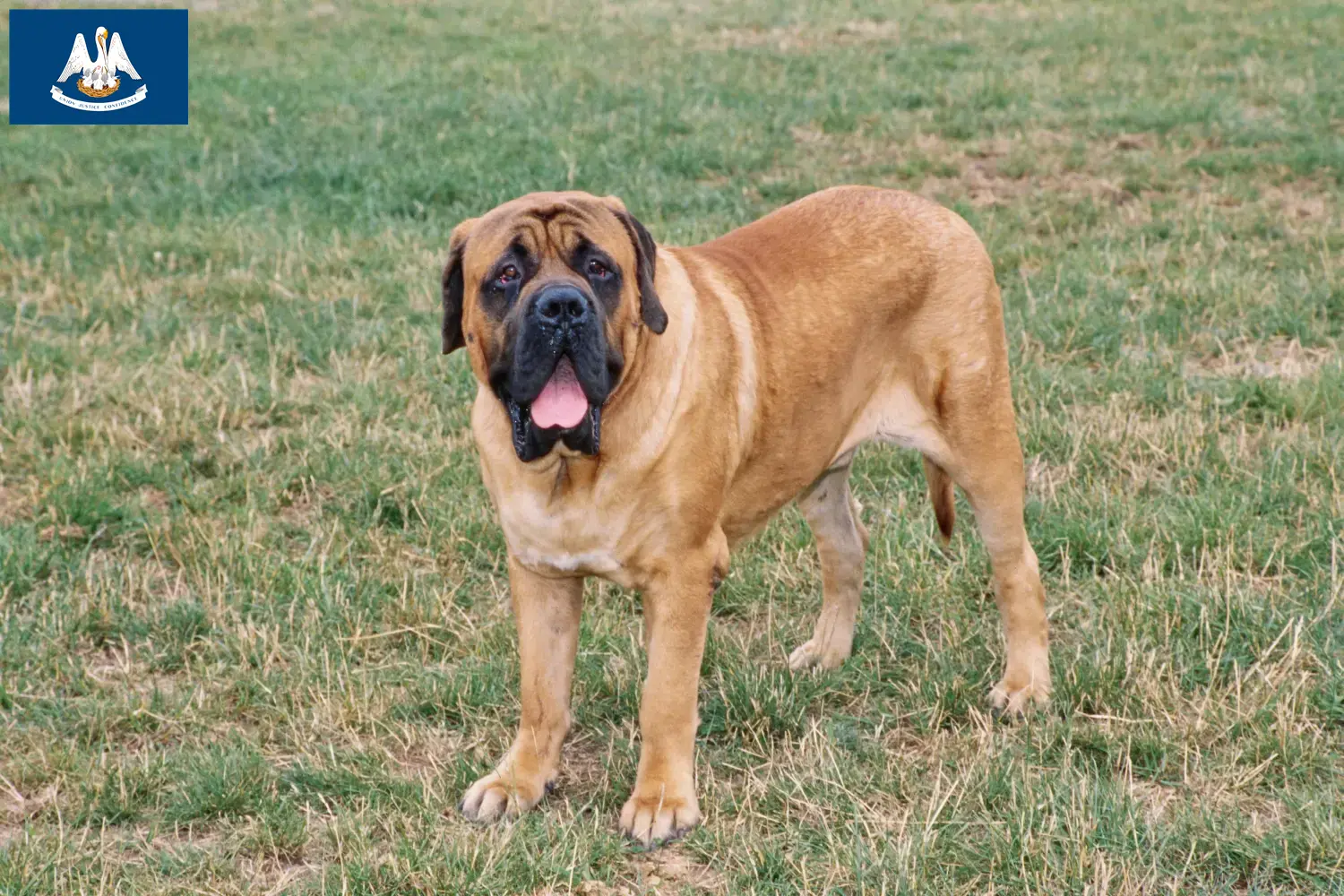 Mastiff puppies and breeders Louisiana Here you can find Mastiff breeders in Louisiana.