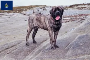 Read more about the article Mastiff breeders and puppies in Maine
