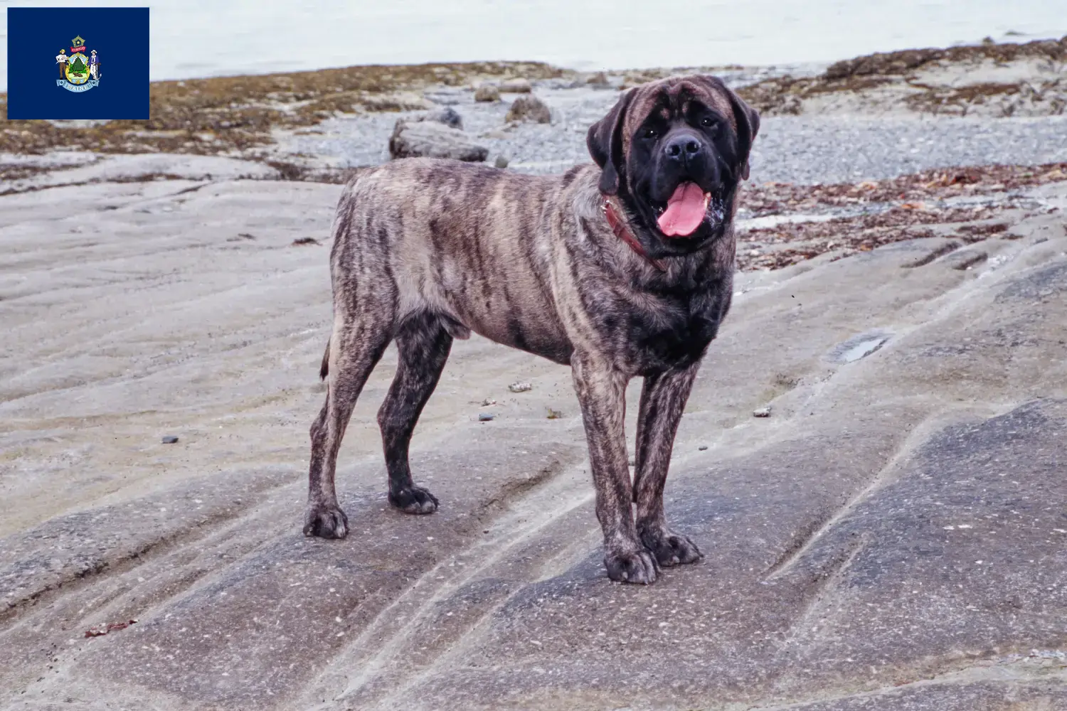 Mastiff puppies and breeders Maine Find Mastiff breeders in Maine here.