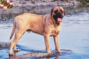 Read more about the article Mastiff breeders and puppies in Maryland