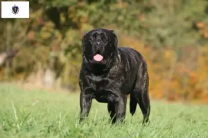 Read more about the article Mastiff breeders and puppies in Massachusetts