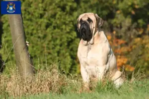 Read more about the article Mastiff breeders and puppies in Michigan