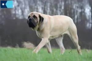 Read more about the article Mastiff breeders and puppies in Minnesota