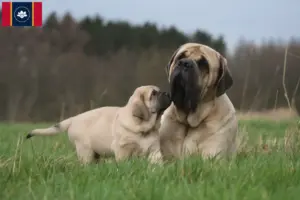Read more about the article Mastiff breeders and puppies in Mississippi