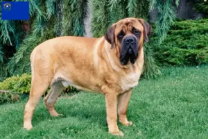Read more about the article Mastiff breeders and puppies in Nevada