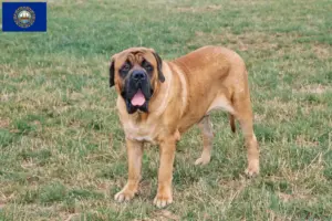 Read more about the article Mastiff breeders and puppies in New Hampshire