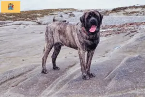 Read more about the article Mastiff breeders and puppies in New Jersey