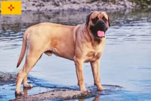 Read more about the article Mastiff breeders and puppies in New Mexico