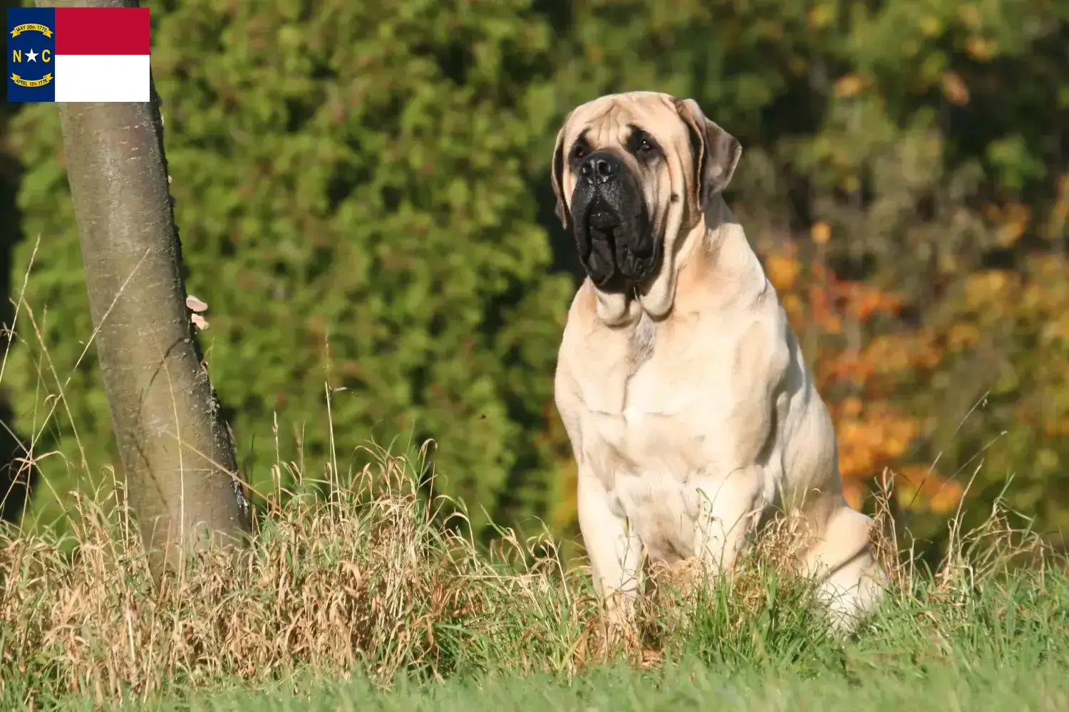 Mastiff puppies and breeders North Carolina Here you can find Mastiff breeders in North Carolina.