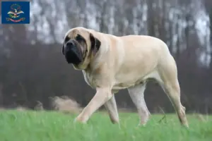 Read more about the article Mastiff breeders and puppies in North Dakota