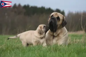 Read more about the article Mastiff breeders and puppies in Ohio