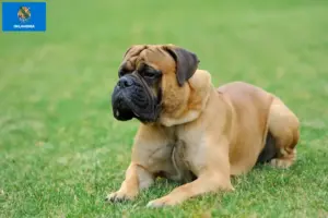 Read more about the article Mastiff breeders and puppies in Oklahoma
