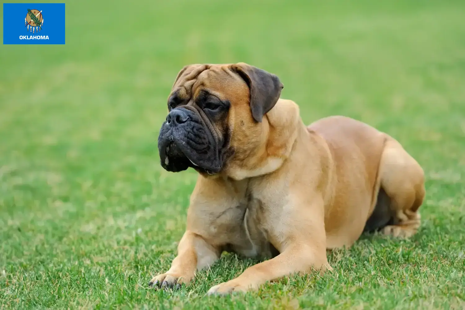 Mastiff puppies and breeders Oklahoma Find Mastiff breeders in Oklahoma.