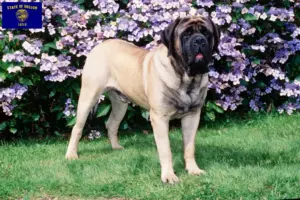 Read more about the article Mastiff breeders and puppies in Oregon