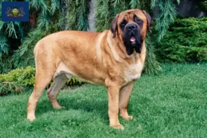 Read more about the article Mastiff breeders and puppies in Pennsylvania