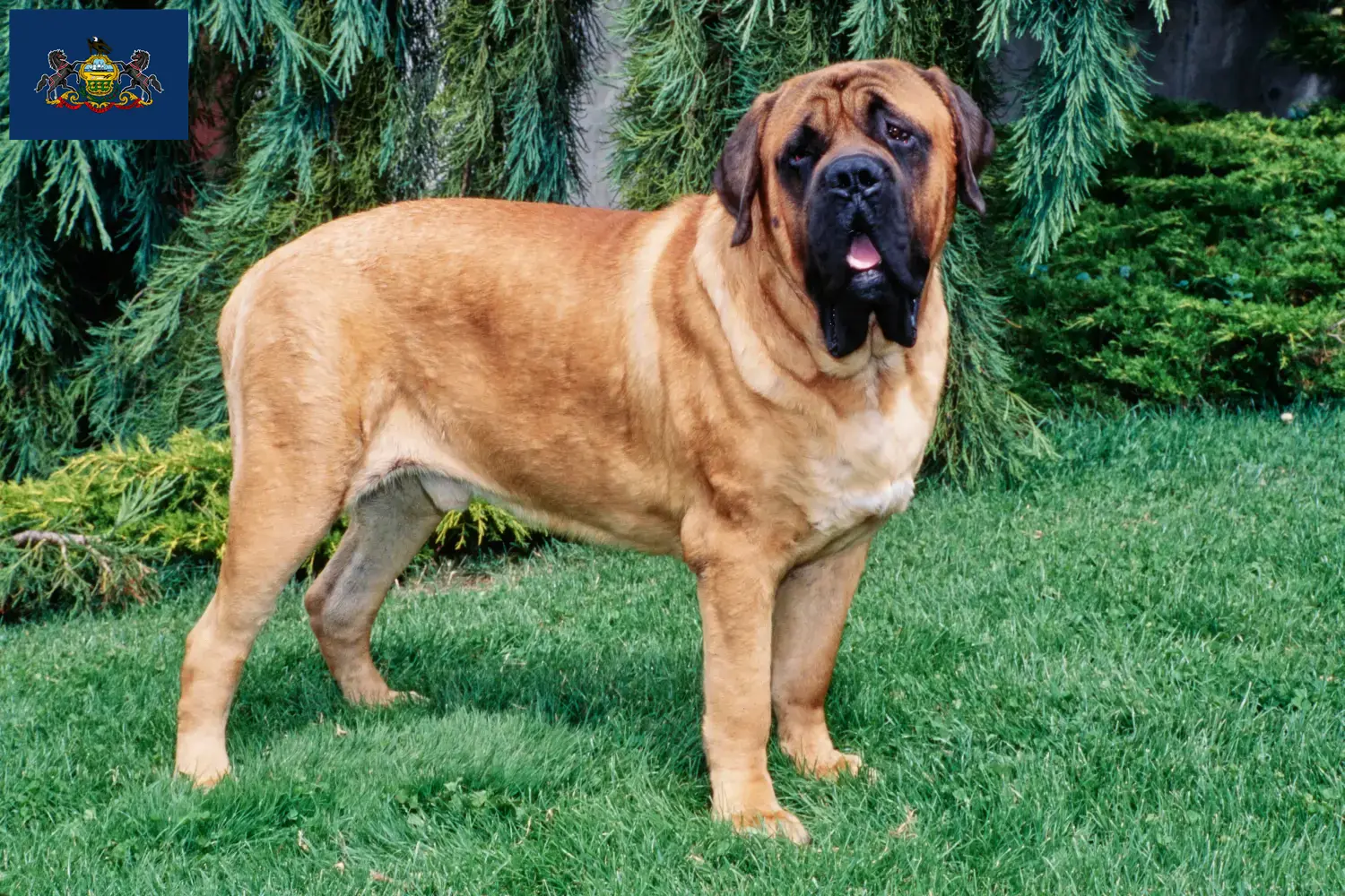 Mastiff puppies and breeders Pennsylvania Find Mastiff breeders in Pennsylvania.