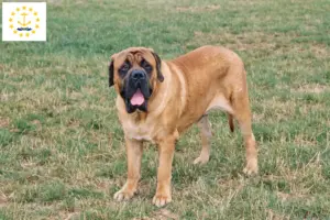 Read more about the article Mastiff breeders and puppies in Rhode Island