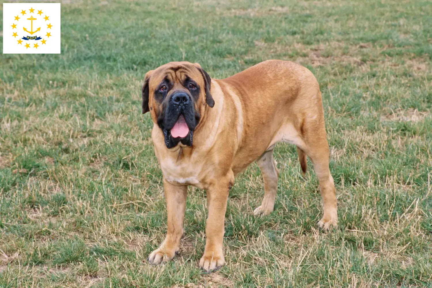Mastiff puppies and breeders Rhode Island Find Mastiff breeders in Rhode Island.